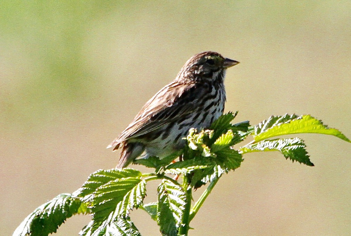 Savannah Sparrow - William Zwartjes cc