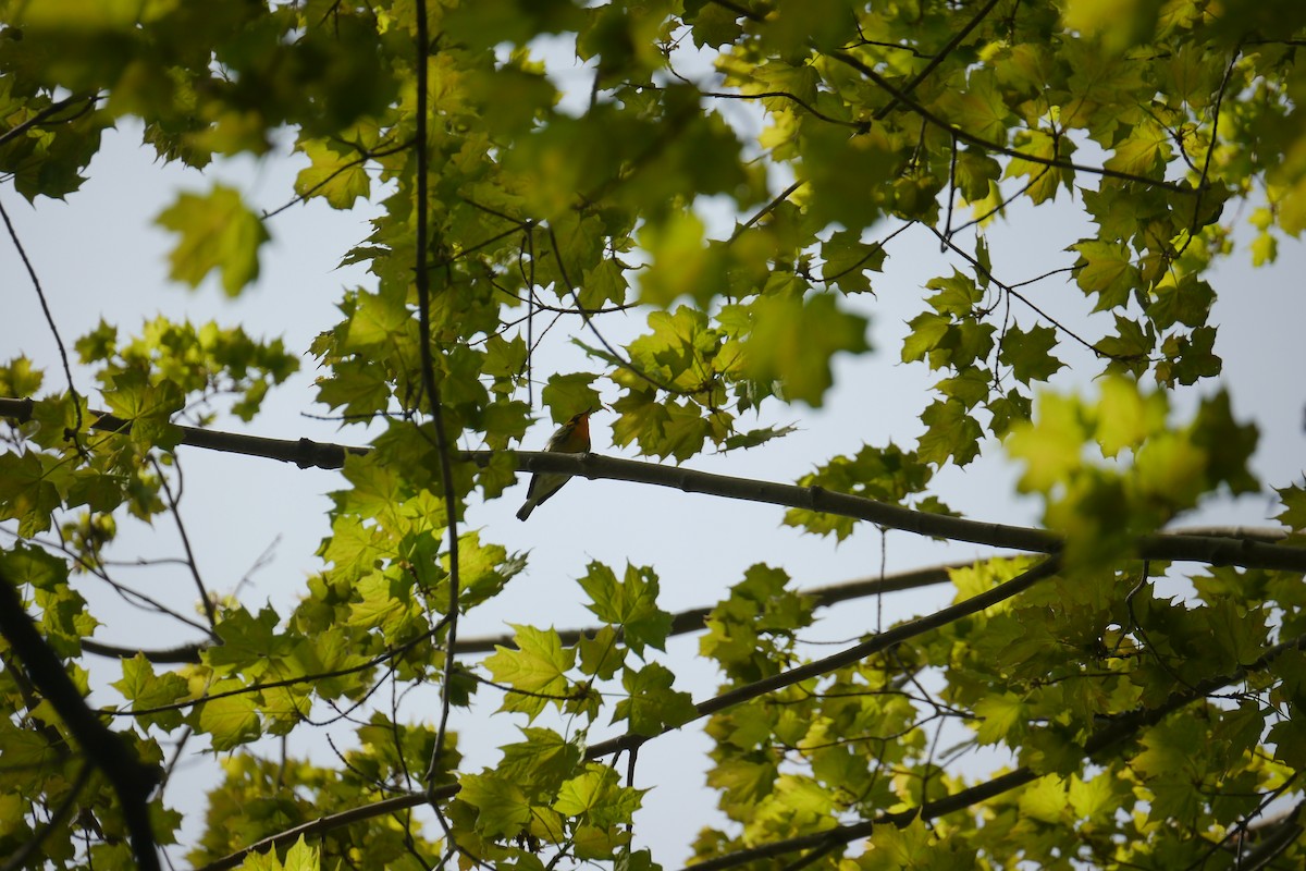 Blackburnian Warbler - Anna Morris