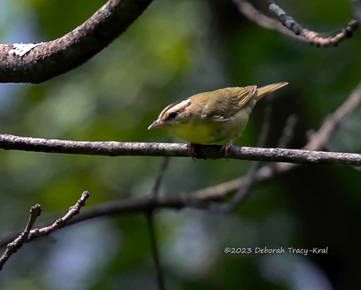 Worm-eating Warbler - ML585102771