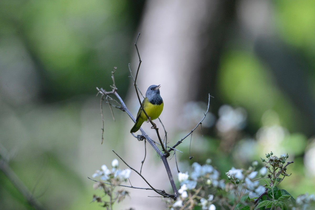 Mourning Warbler - ML585102871