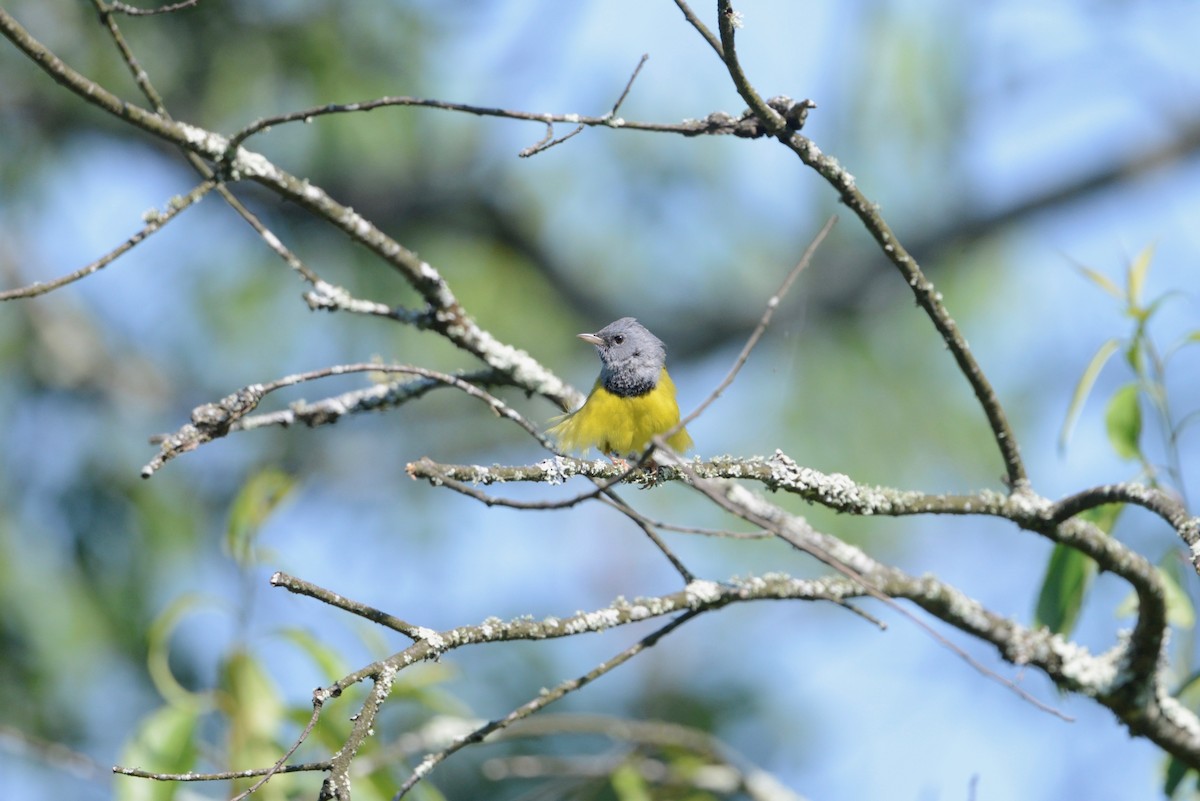 Mourning Warbler - ML585102881