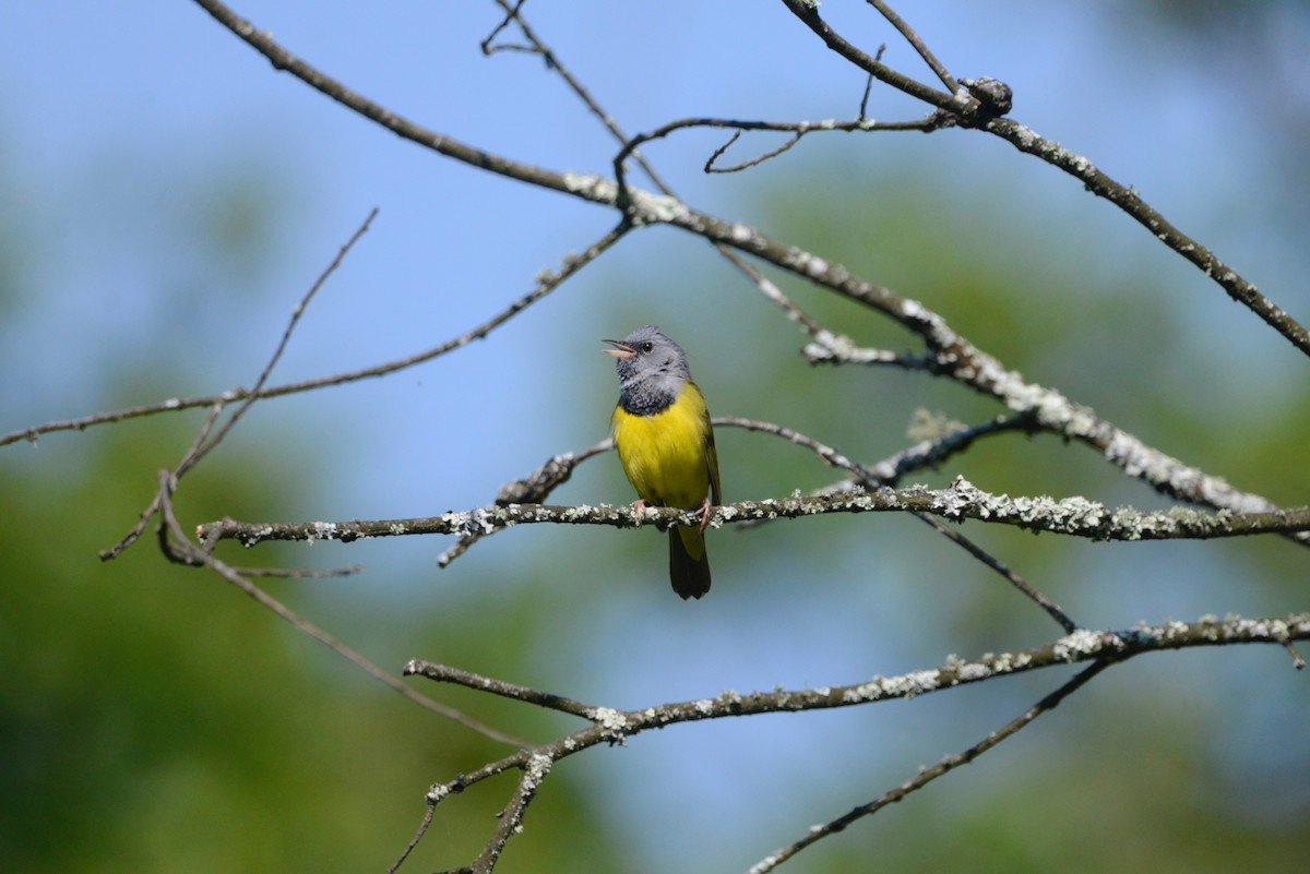 Mourning Warbler - ML585102891