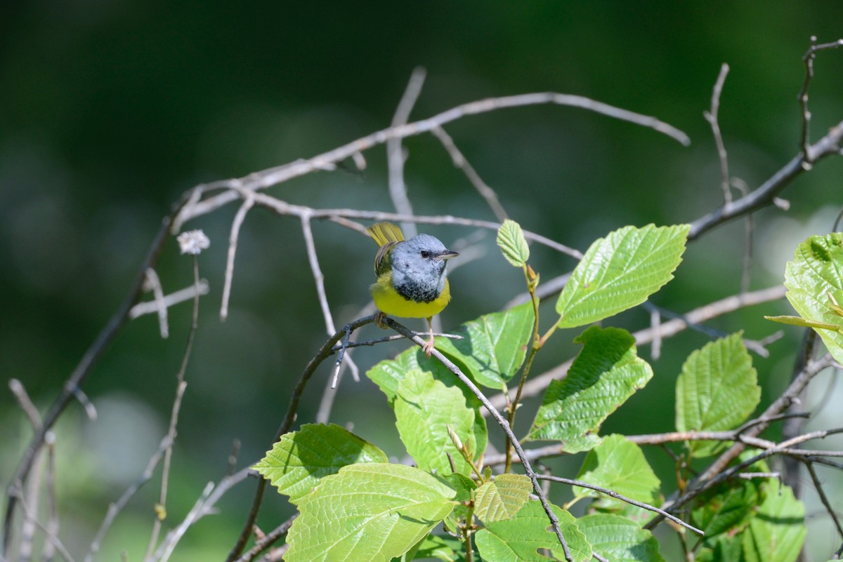 Mourning Warbler - ML585102901