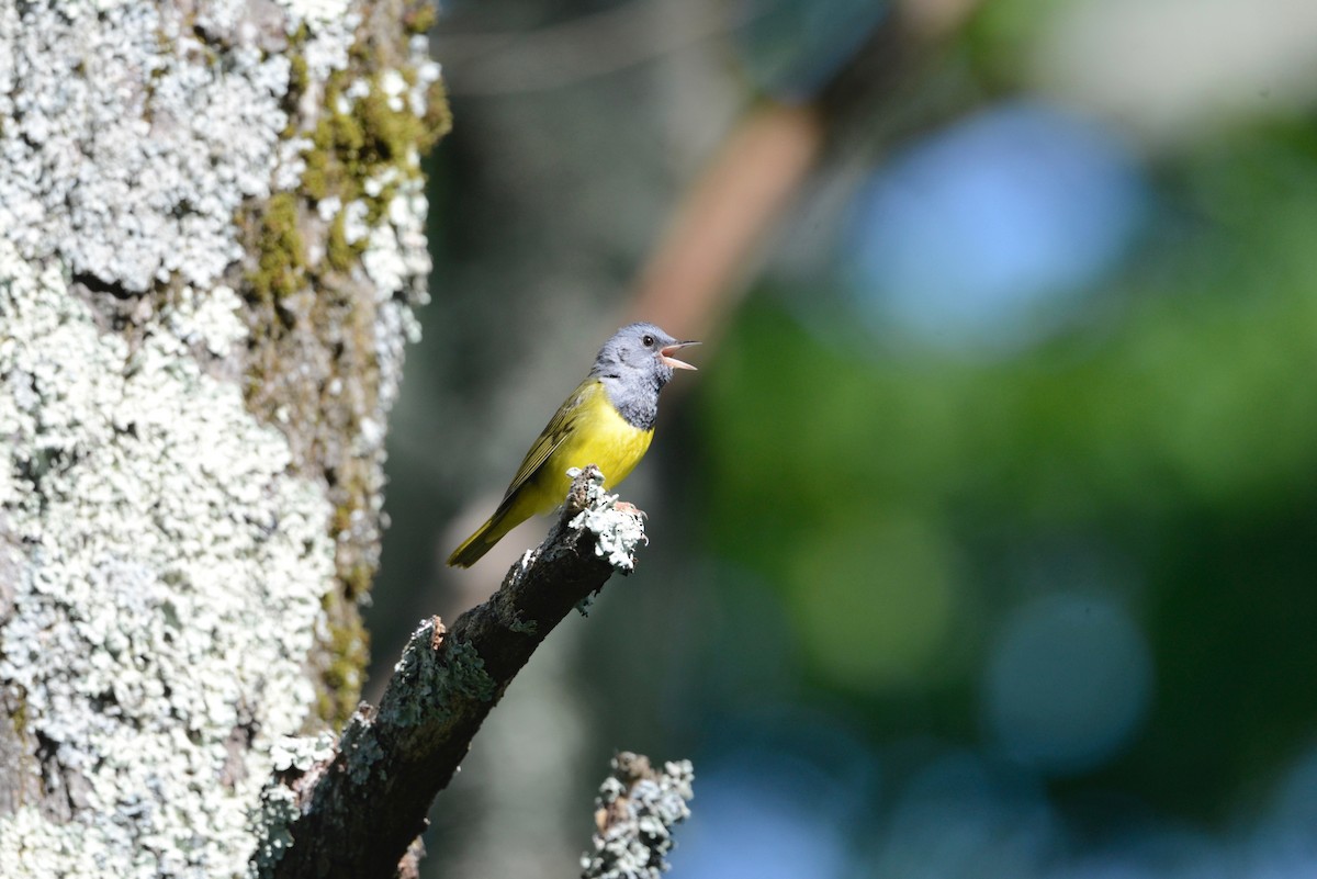 Mourning Warbler - ML585102911