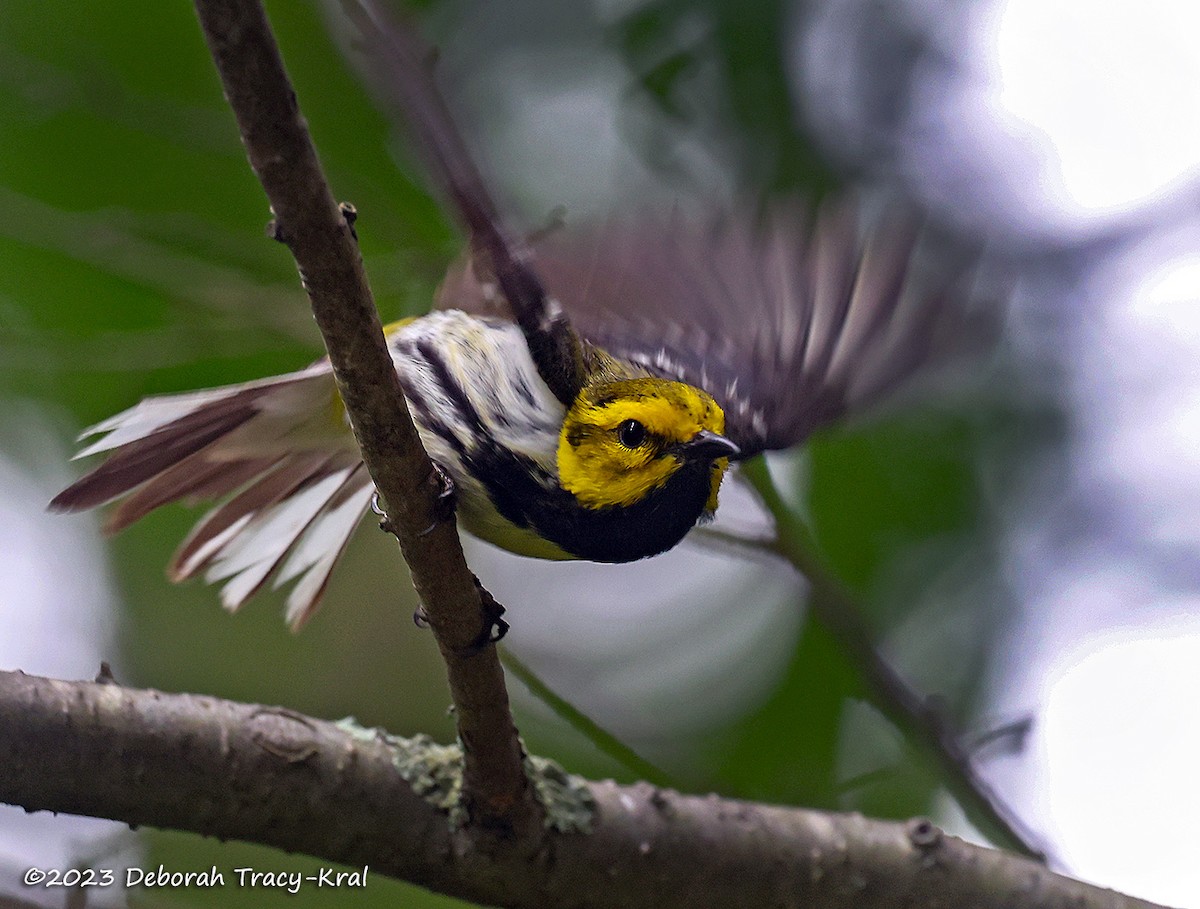 Black-throated Green Warbler - ML585102991