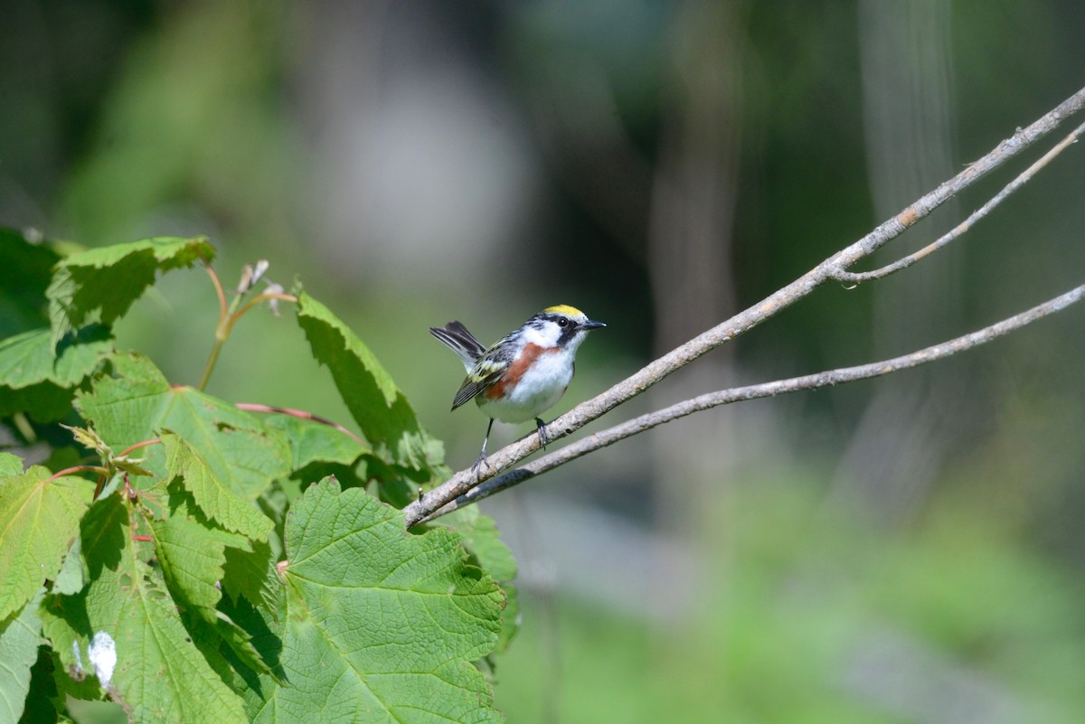 Chestnut-sided Warbler - ML585103151