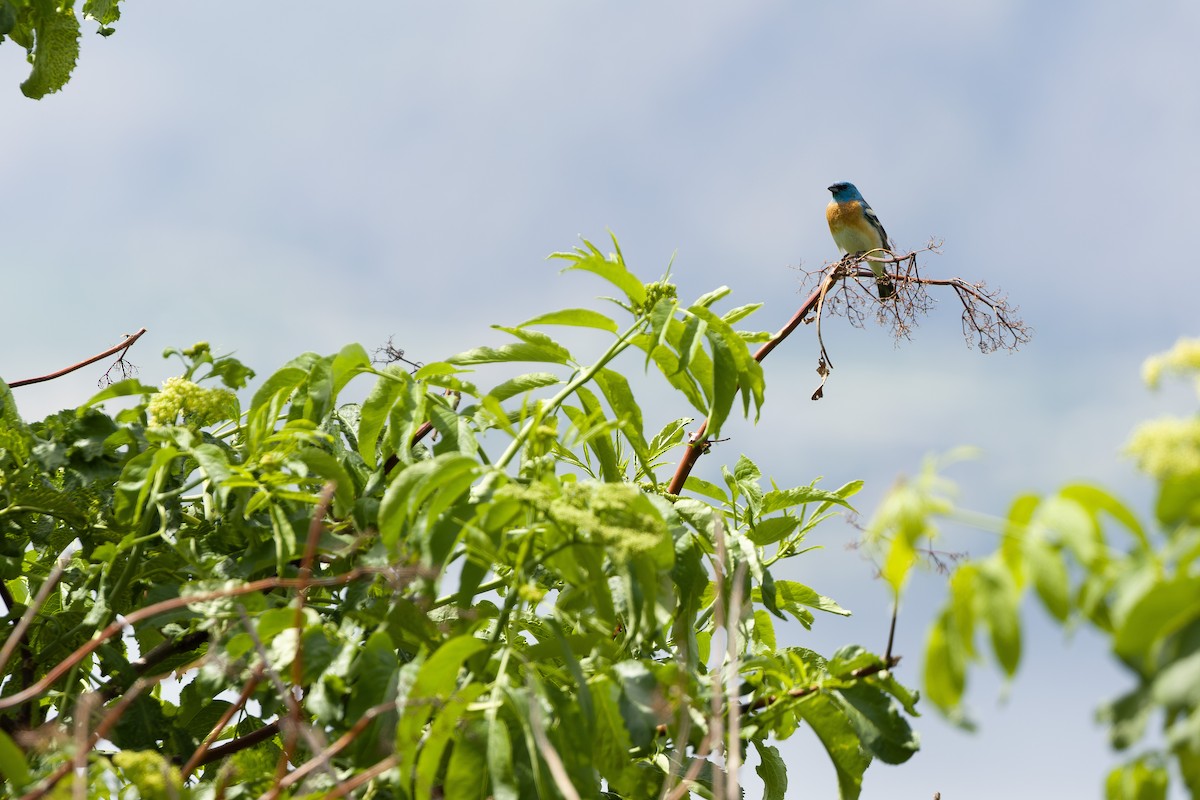 Lazuli Bunting - Joachim Bertrands