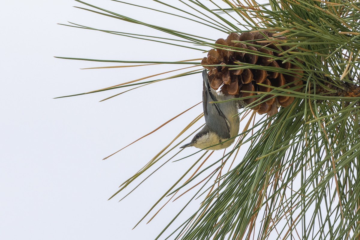 Pygmy Nuthatch - Joachim Bertrands