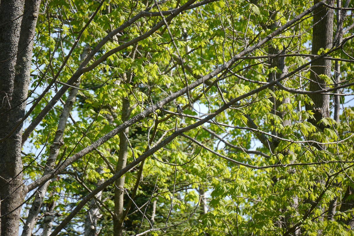 Black-throated Blue Warbler - Anna Morris