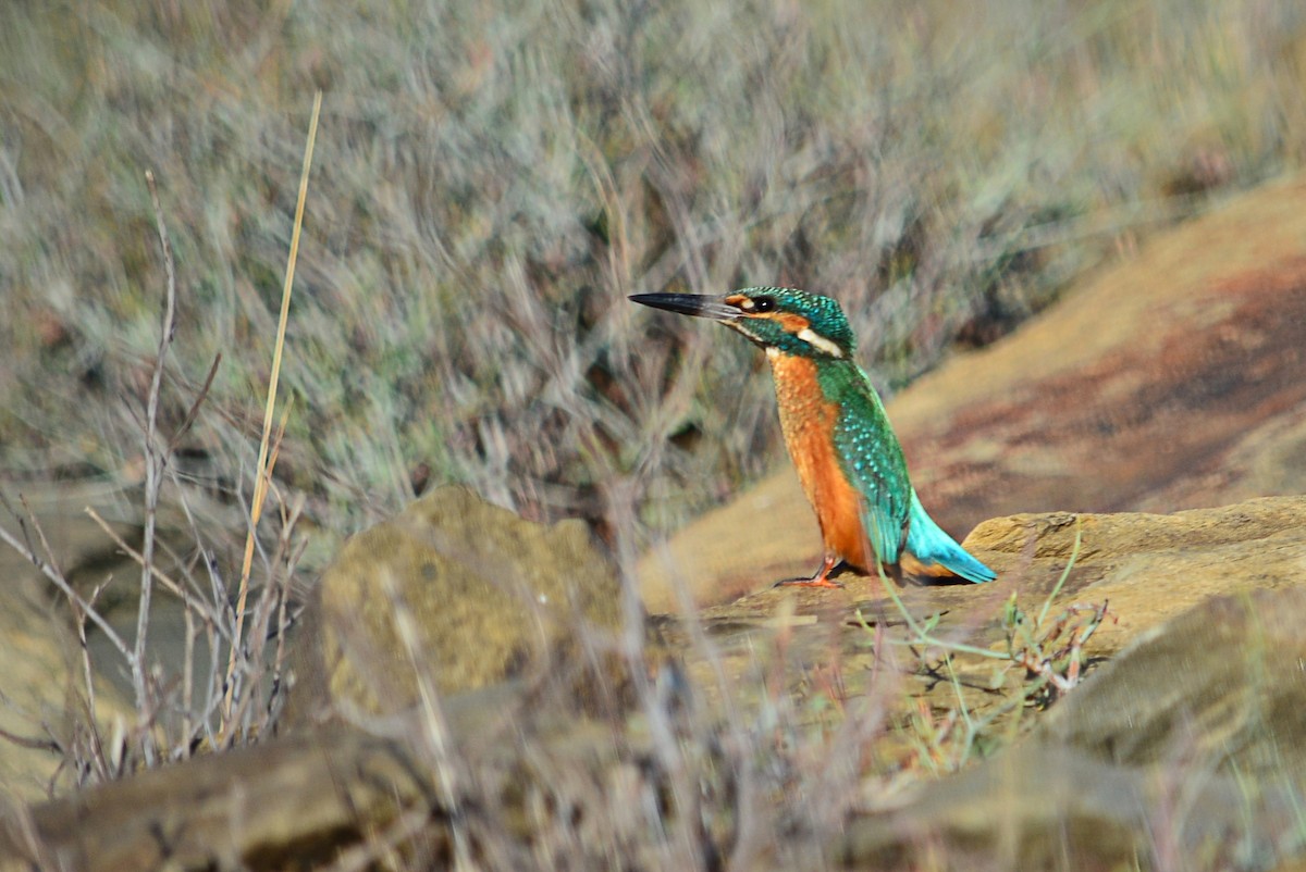 Common Kingfisher - ML585104111