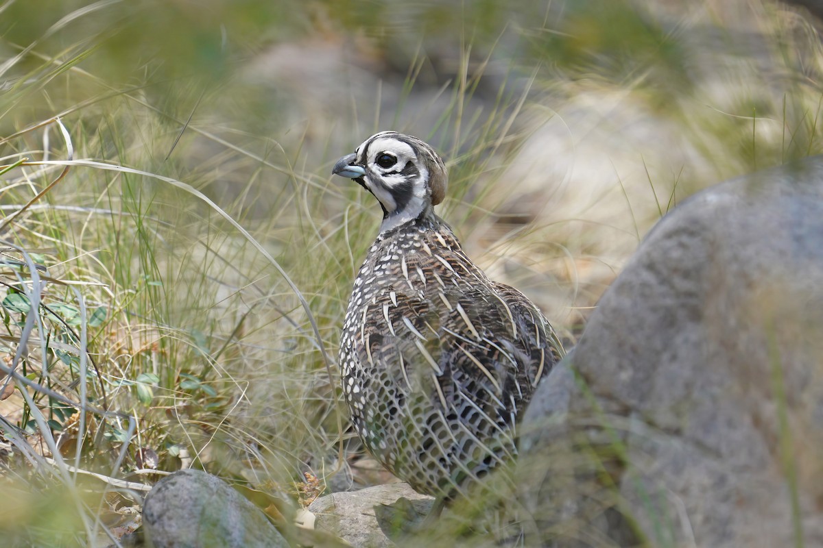 Montezuma Quail - Dave Jurasevich