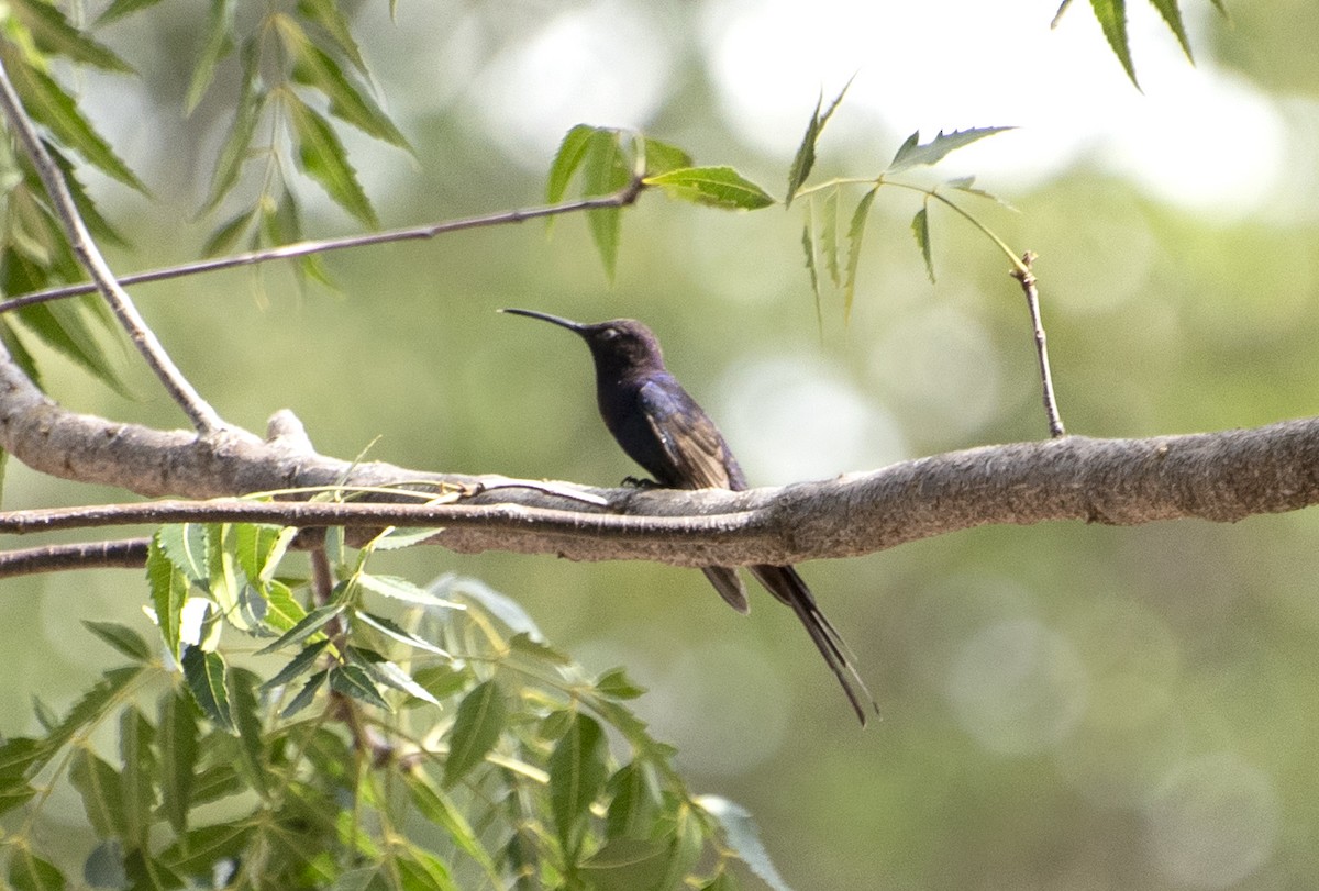 Swallow-tailed Hummingbird - ML585105151
