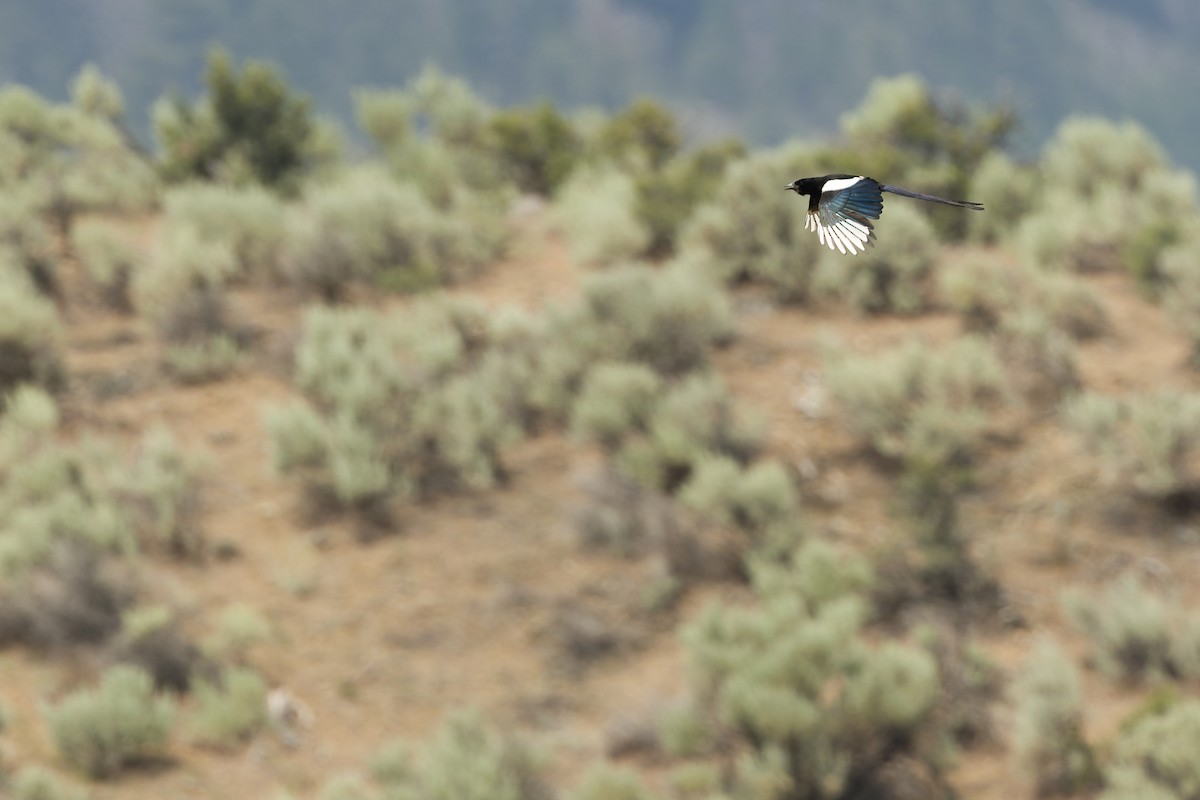 Black-billed Magpie - ML585105241