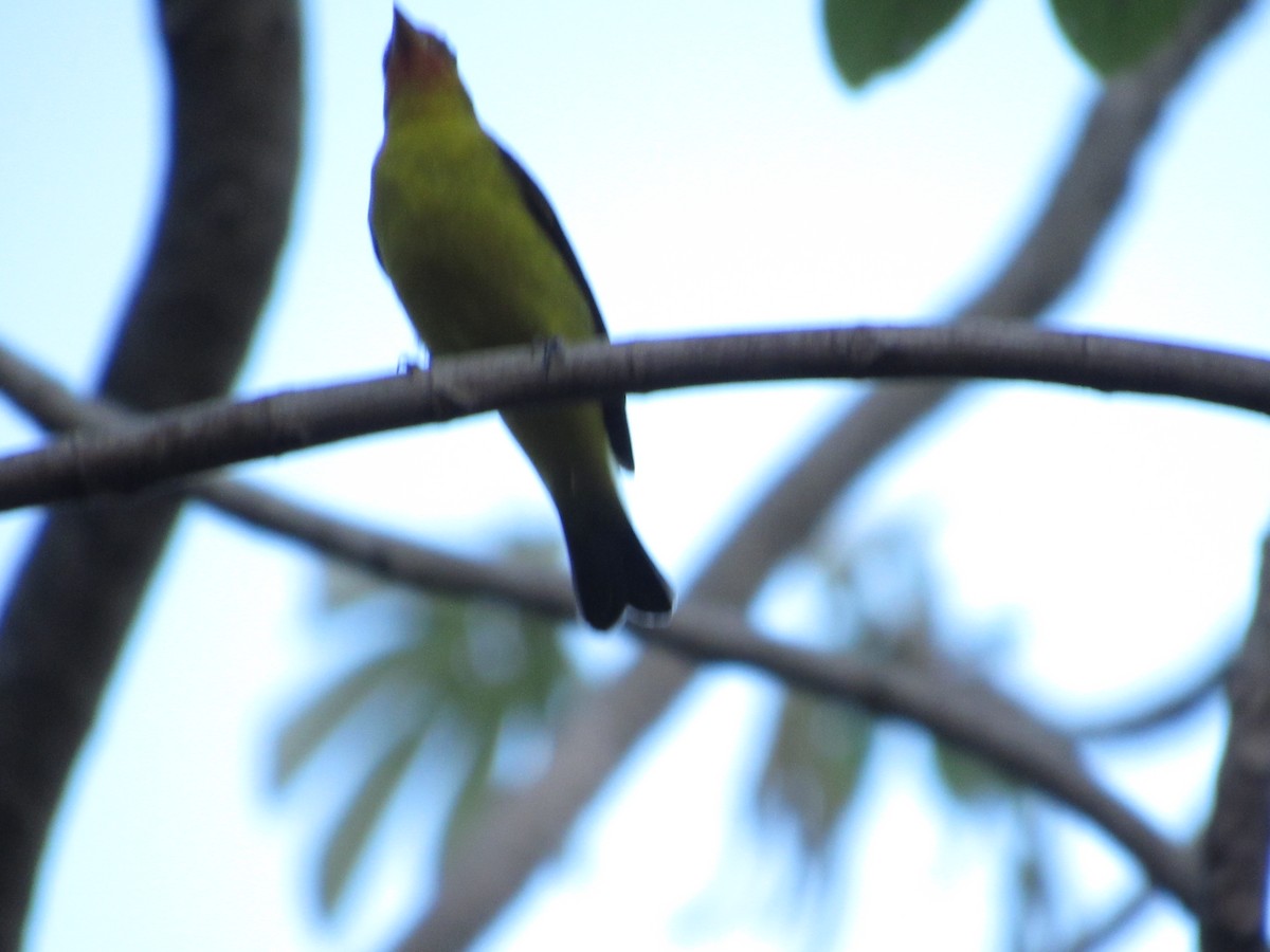 Western Tanager - ML58510541