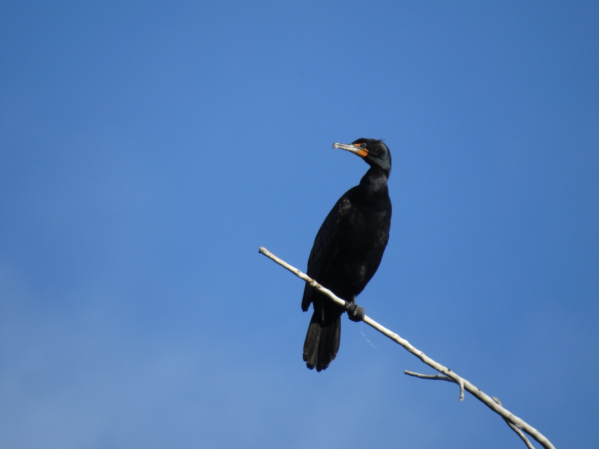 Cormoran à aigrettes - ML58510561