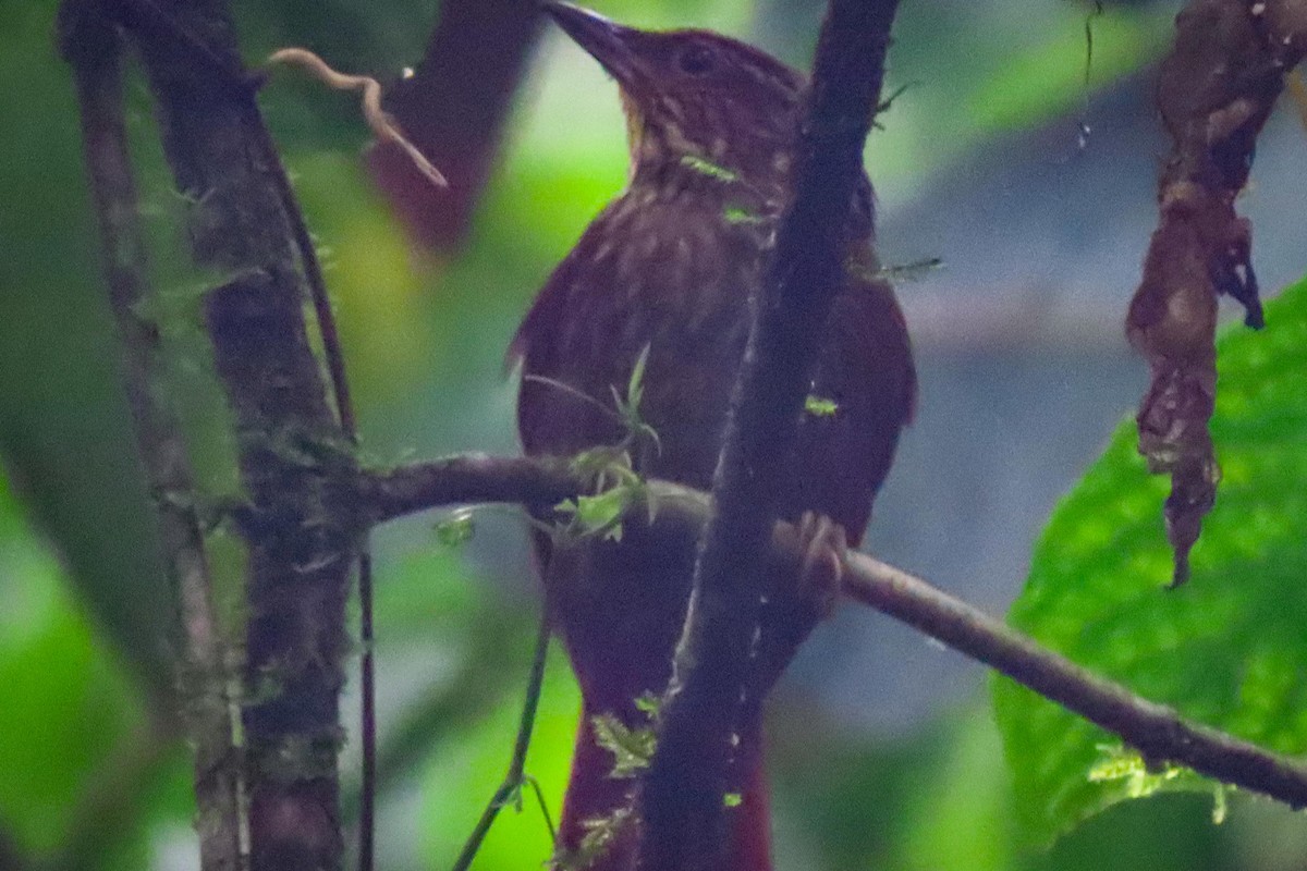 Scaly-throated Foliage-gleaner - ML585105721