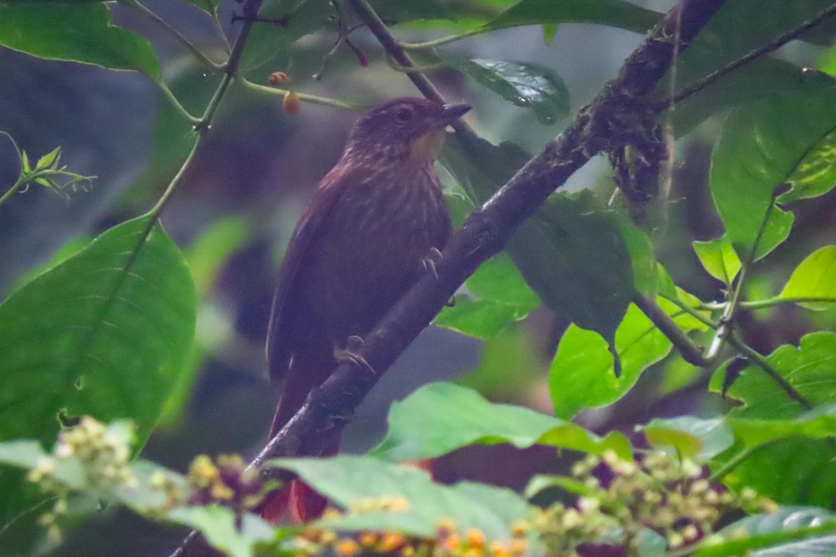 Scaly-throated Foliage-gleaner - ML585105731