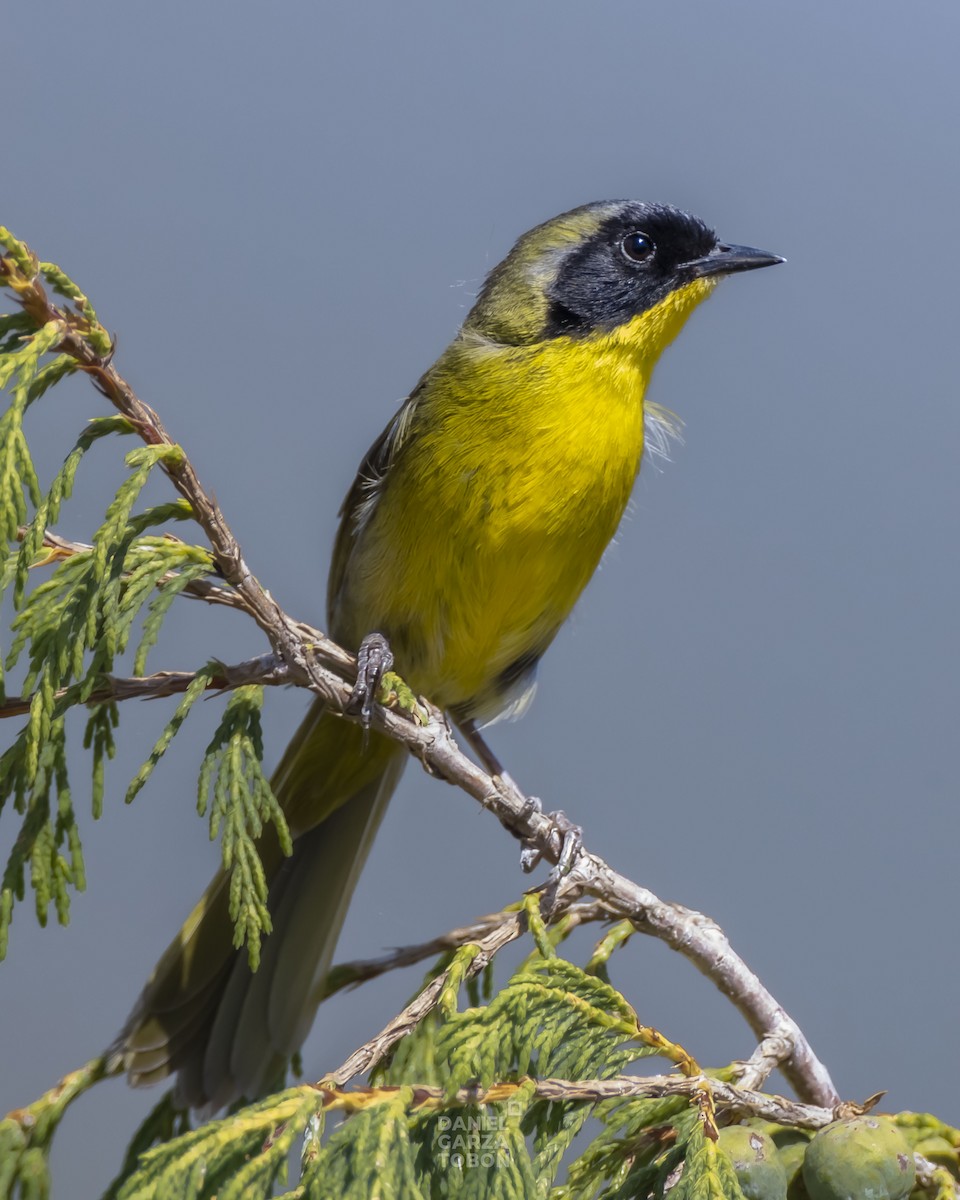 Hooded Yellowthroat - ML585105771