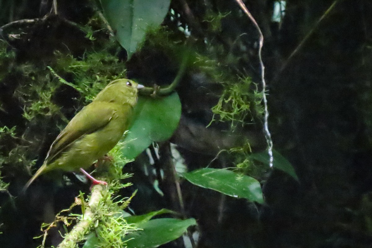 Golden-winged Manakin - ML585105791