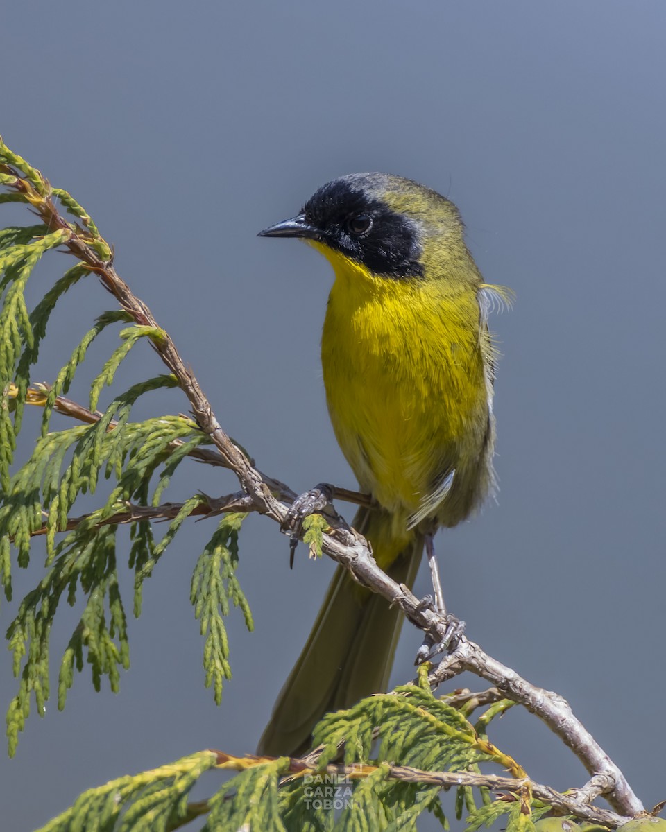 Hooded Yellowthroat - ML585105961