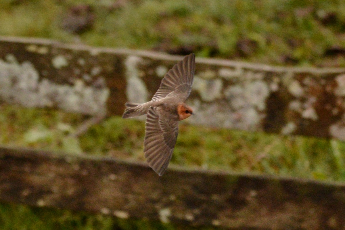 Golondrina Cabecicastaña - ML585106161