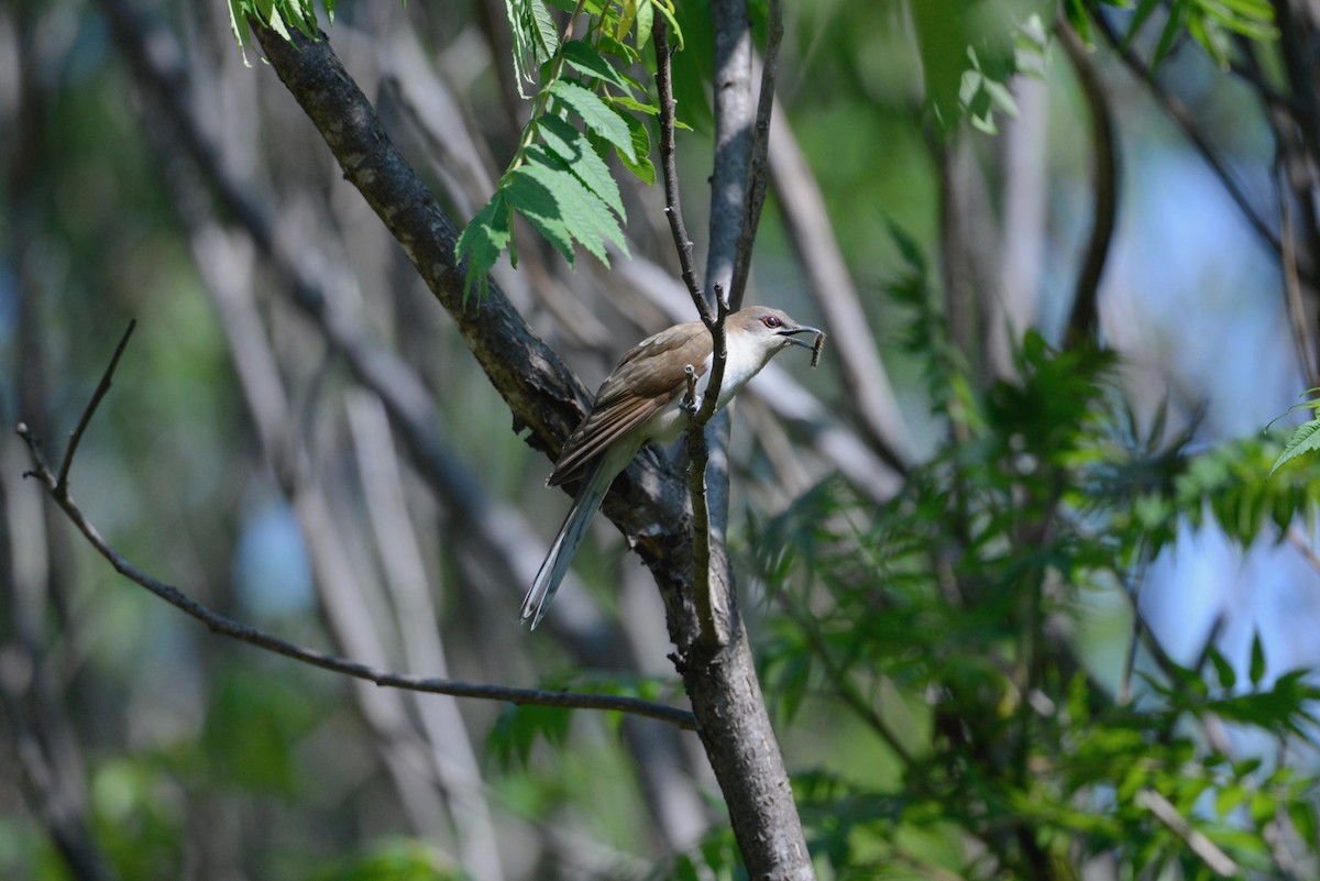 Black-billed Cuckoo - ML585107911