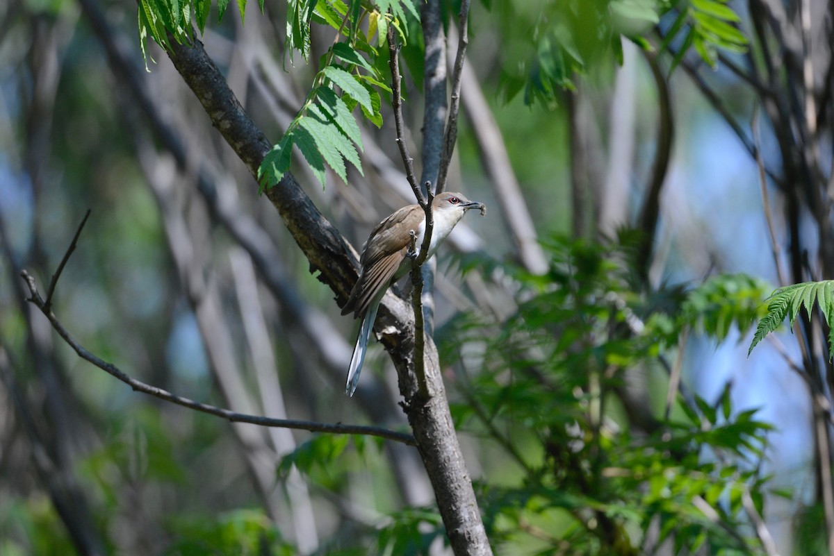 Black-billed Cuckoo - ML585107921