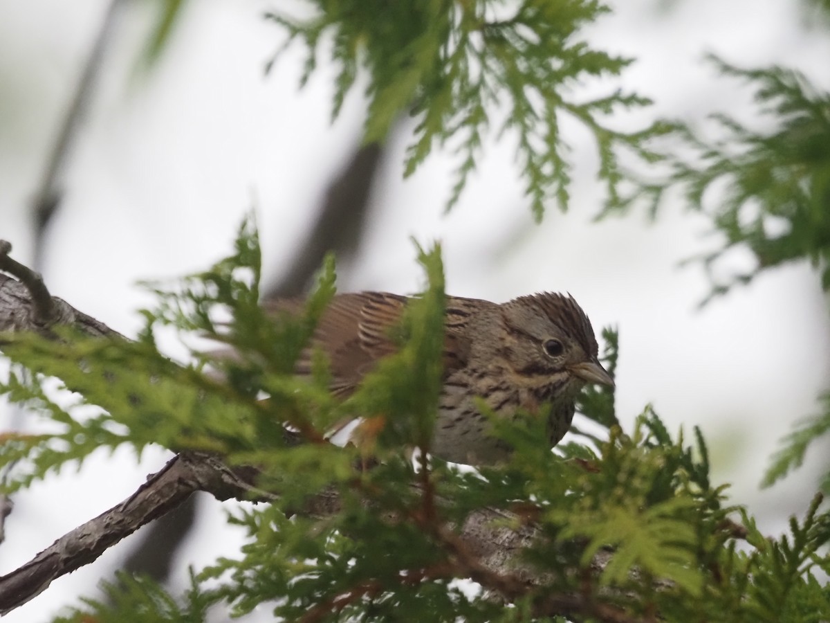 Lincoln's Sparrow - ML585109001