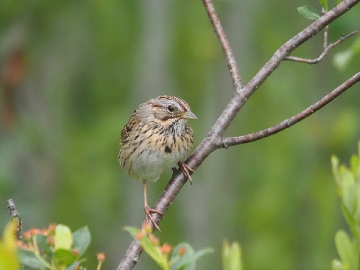 Lincoln's Sparrow - ML585109091