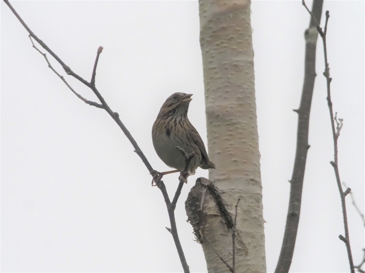 Lincoln's Sparrow - ML585109601