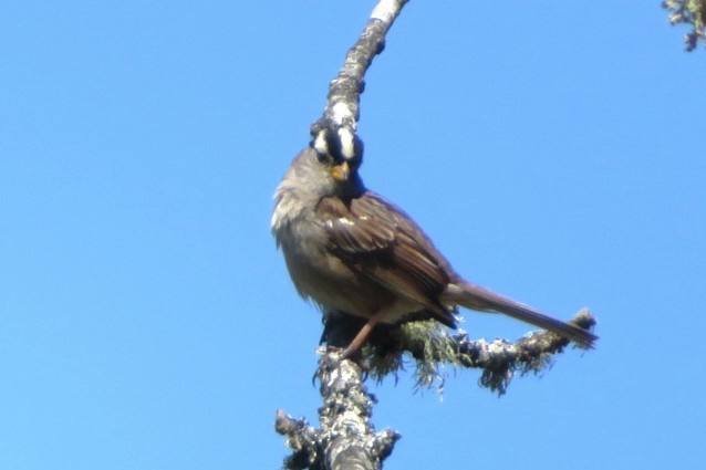 White-crowned Sparrow - ML585109721