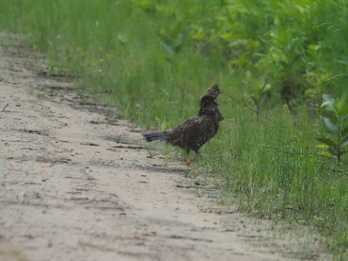 Ruffed Grouse - ML585110001