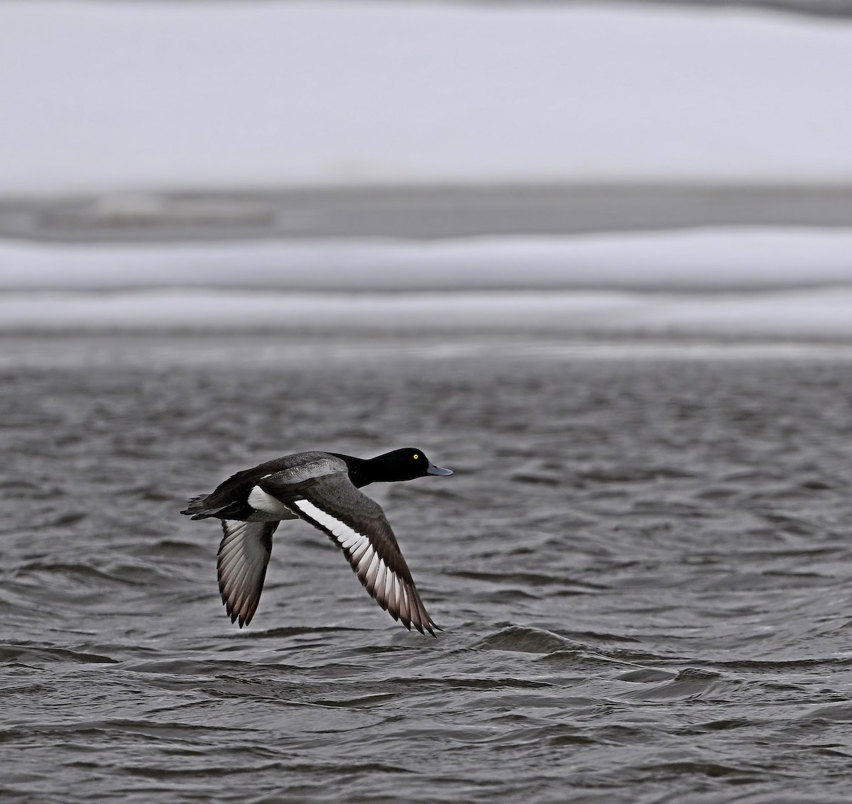 Greater Scaup - ML585110611