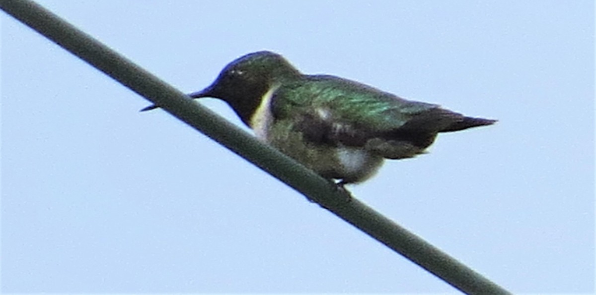Ruby-throated Hummingbird - ML585110891