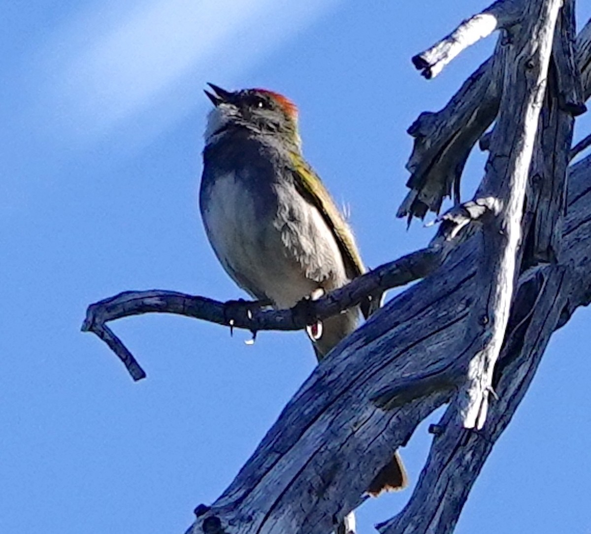 Green-tailed Towhee - ML585110961