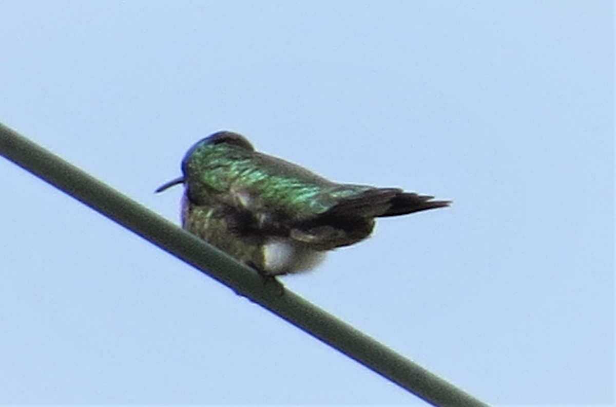 Ruby-throated Hummingbird - ML585111081