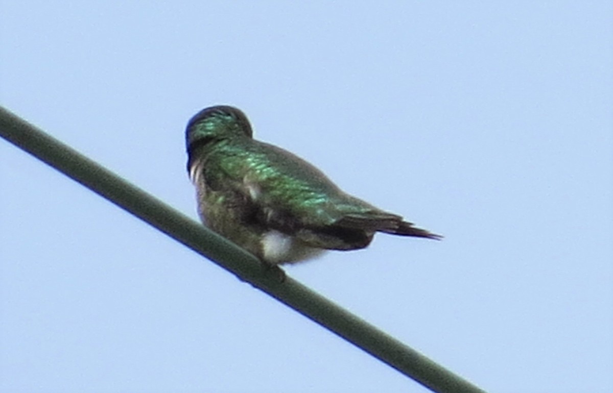 Colibri à gorge rubis - ML585111151