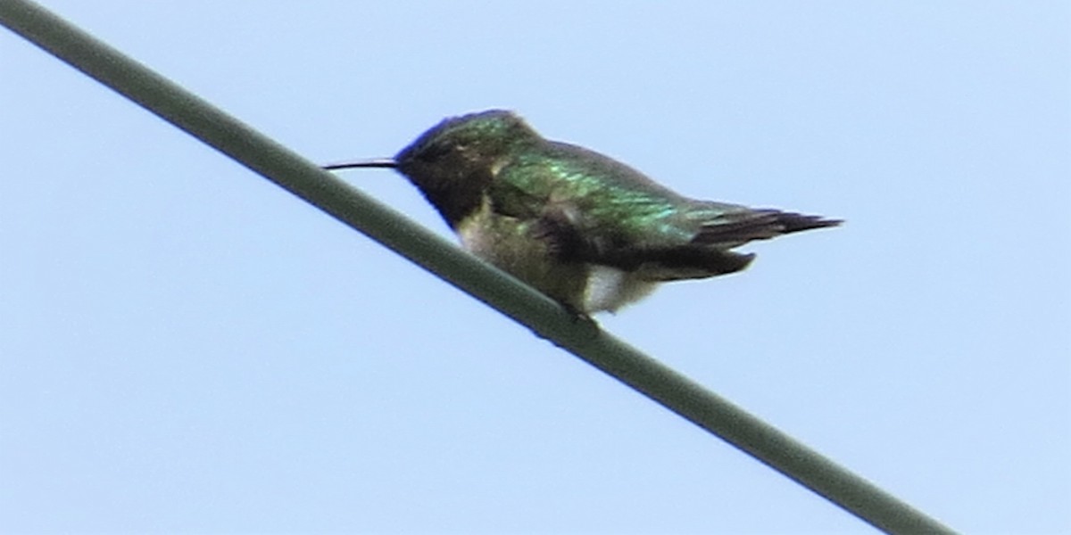 Ruby-throated Hummingbird - ML585111181