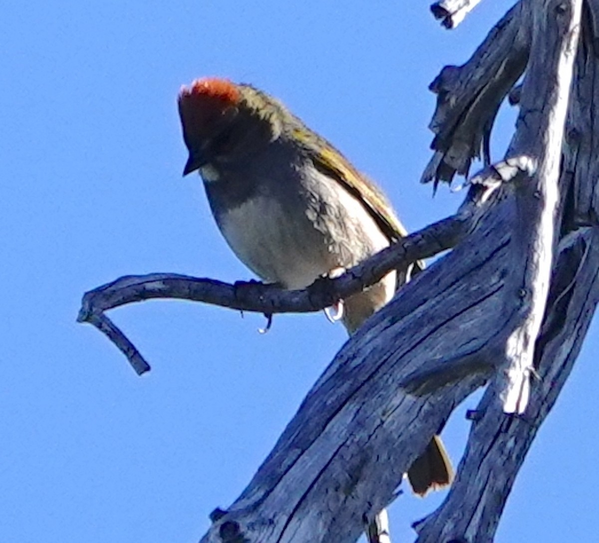 Green-tailed Towhee - ML585111381