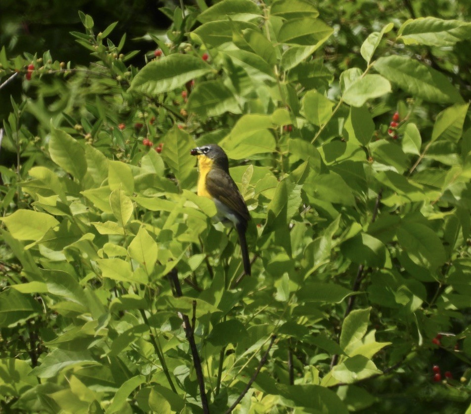 Yellow-breasted Chat - ML585111581