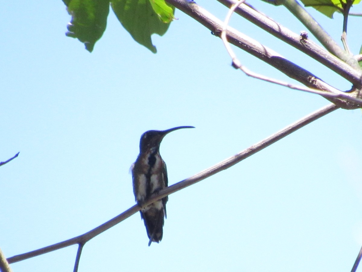 Green-breasted Mango - ML58511171