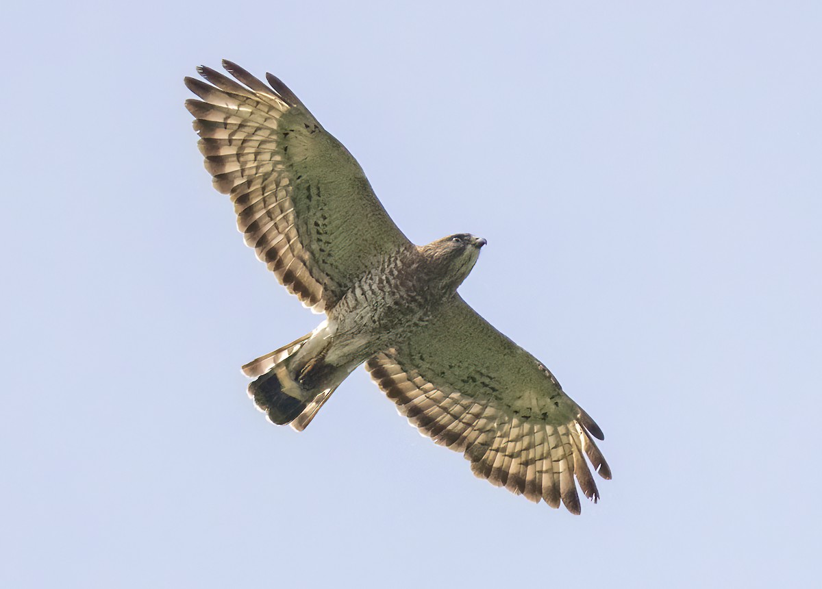 Broad-winged Hawk - ML585111731