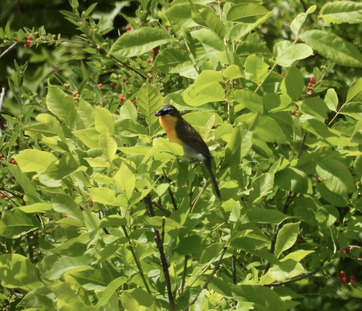 Yellow-breasted Chat - Beth Lenoble