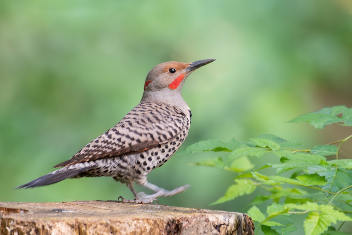 Northern Flicker - ML585112211