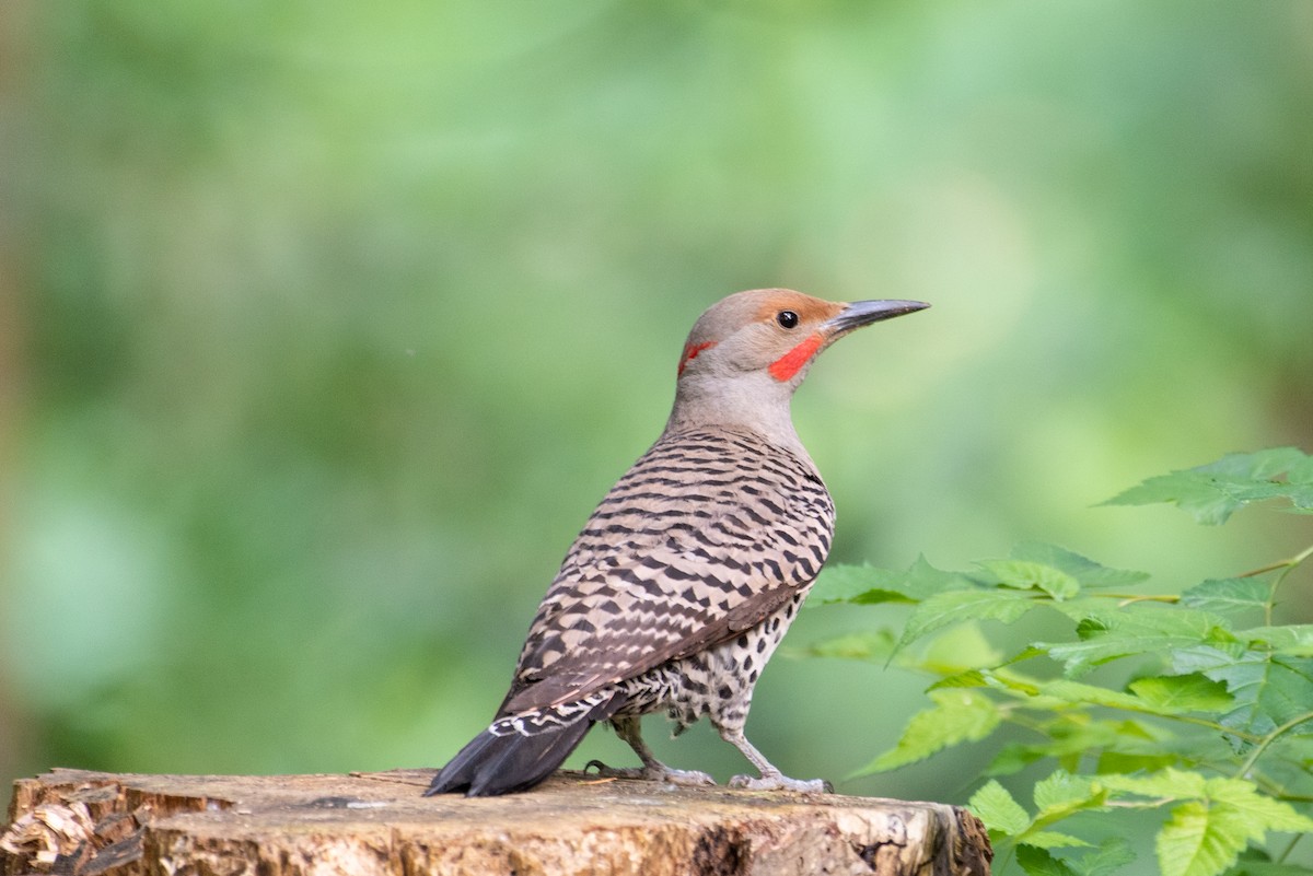 Northern Flicker - ML585112221