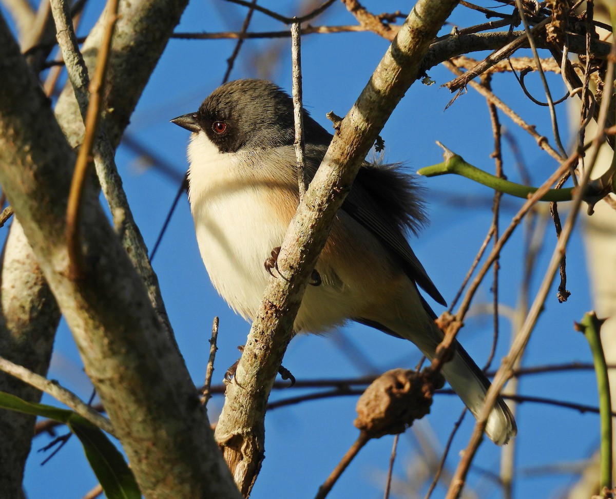 Black-capped Warbling Finch - Luciano Buck