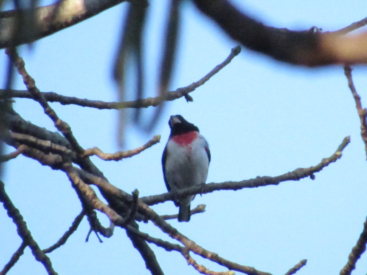 Rose-breasted Grosbeak - ML58511311