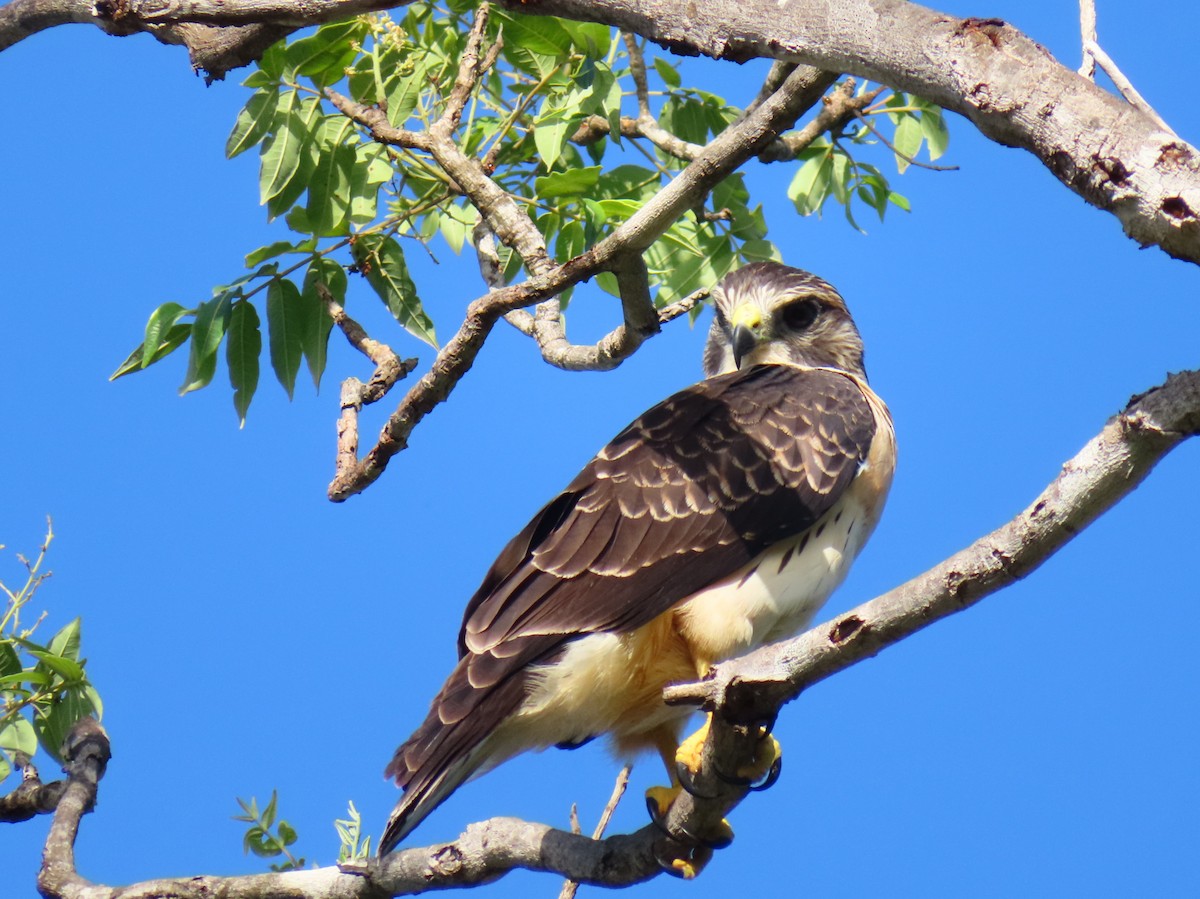 Short-tailed Hawk - ML585113891