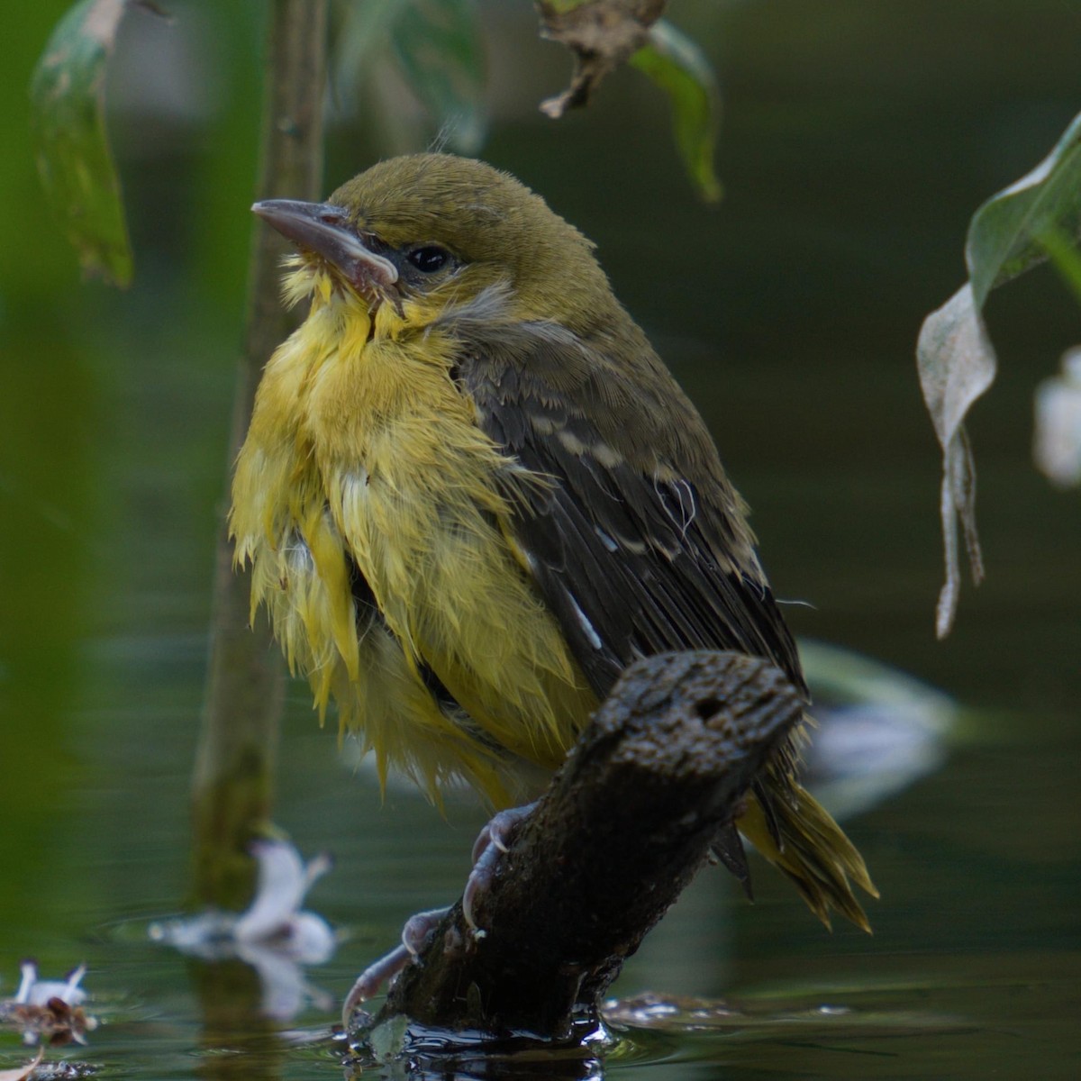 Orchard Oriole - ML585113981