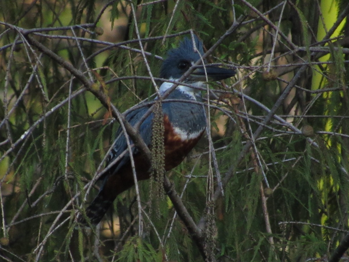 Martin-pêcheur à ventre roux - ML58511521